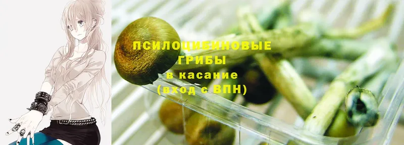 Псилоцибиновые грибы Psilocybine cubensis Энгельс